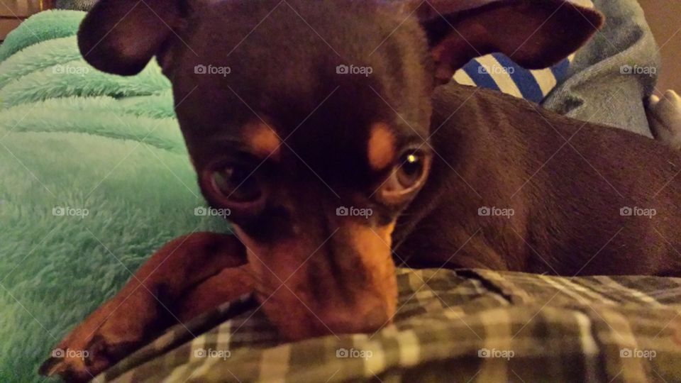 I'm tired daddy!!. My min pin was laying on my lap and looking like she was ready for bed