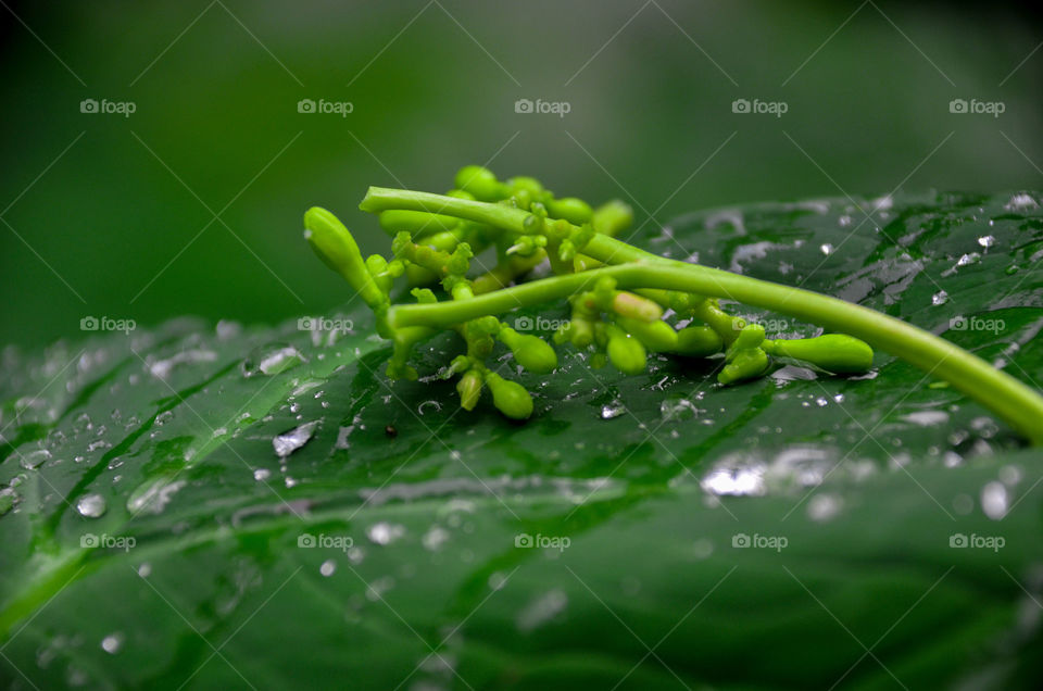New papaya flowers fall on taro leaves mixed with water droplets.