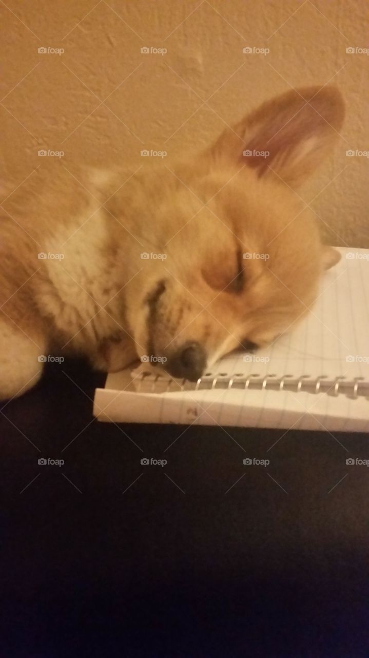 Corgi puppy notebook funny sleepy dog baby puppy