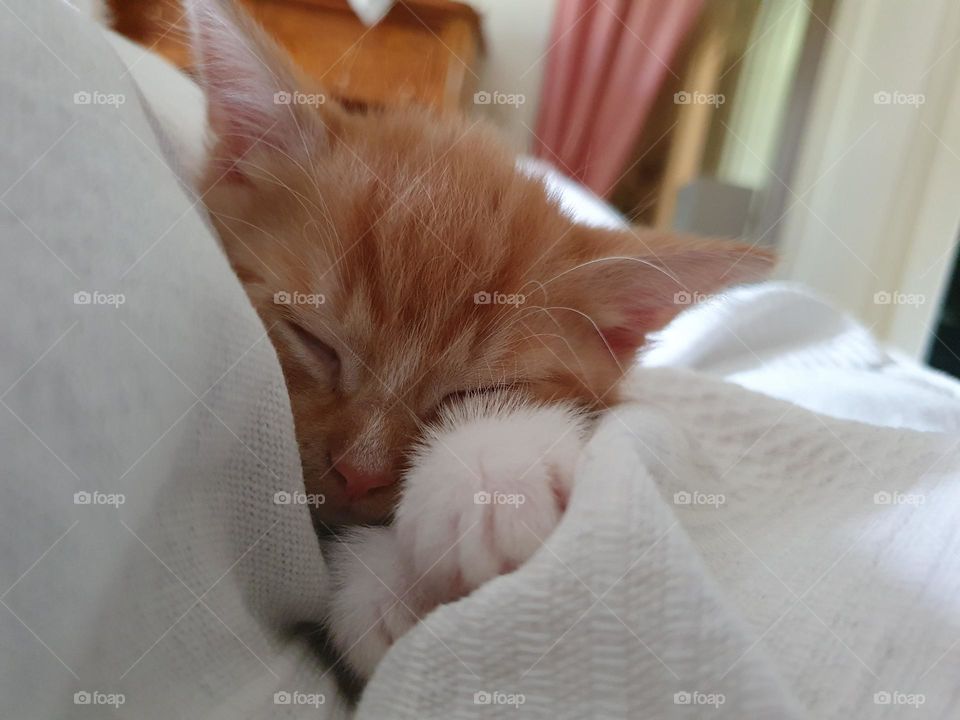 cozy little kitten sleep