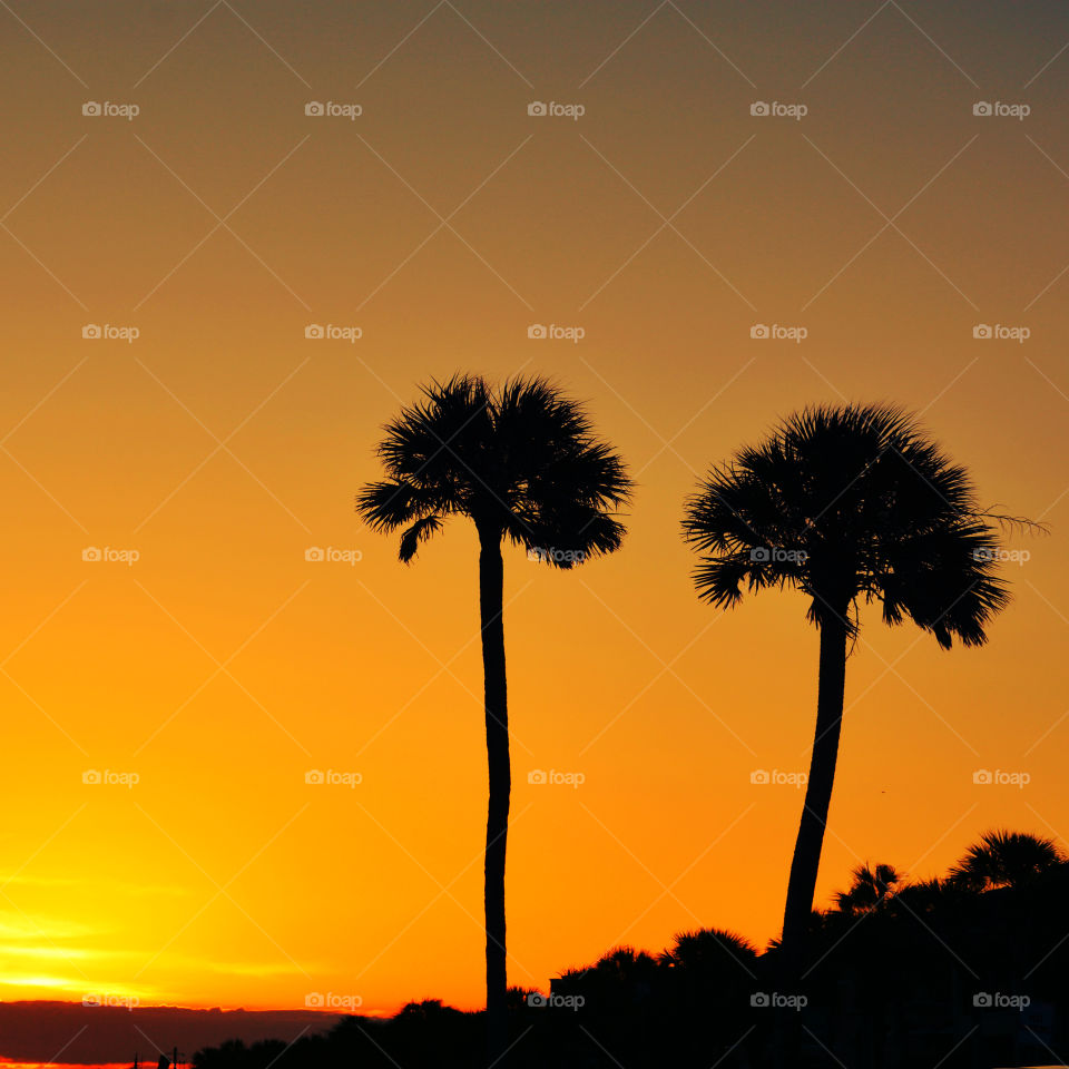 Silhouette of palm trees during sunset