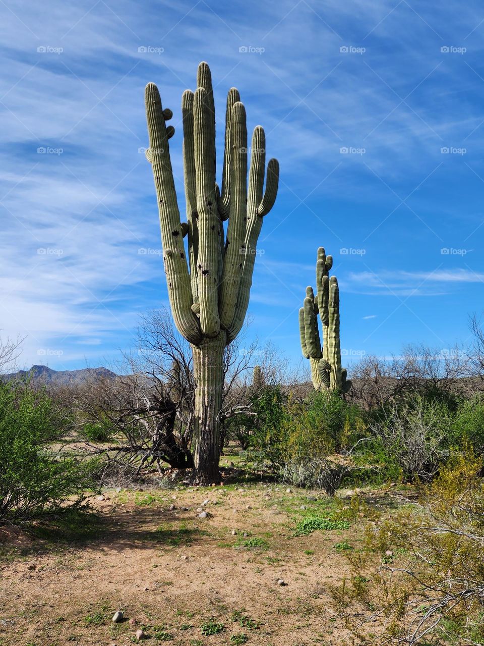 Saguaro cactus measuring between 3 and 6 meters tall grow in the Sonoran desert in Arizona