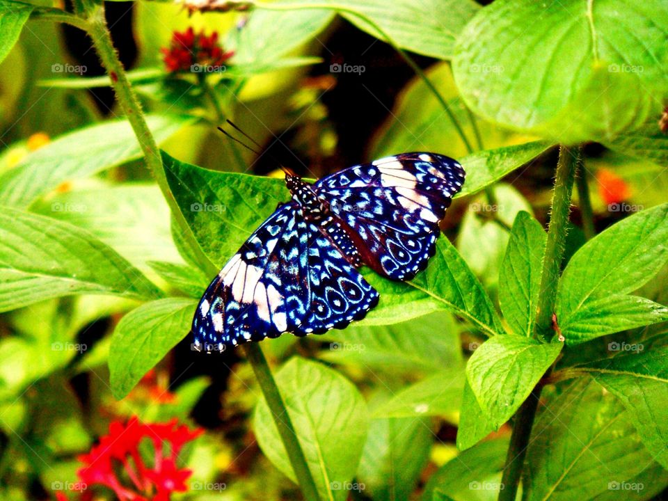 Butterfly Rainforest @ Florida Museum of Natural History - Gainesville, Florida 