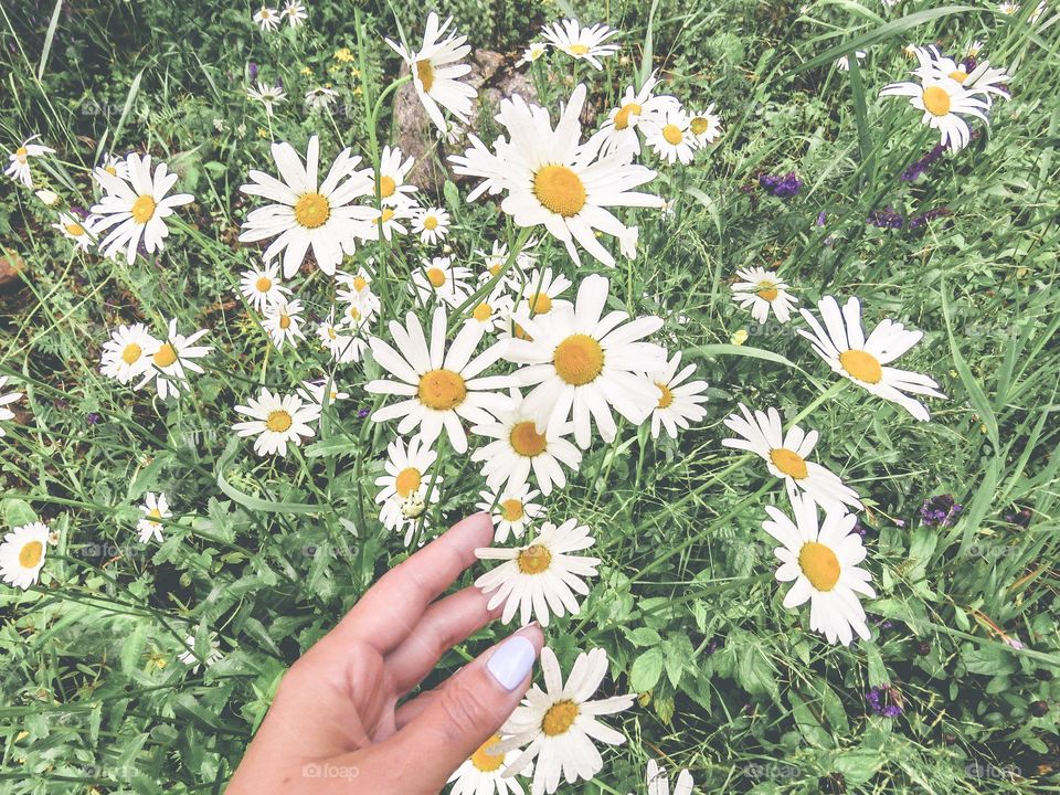 camomile field