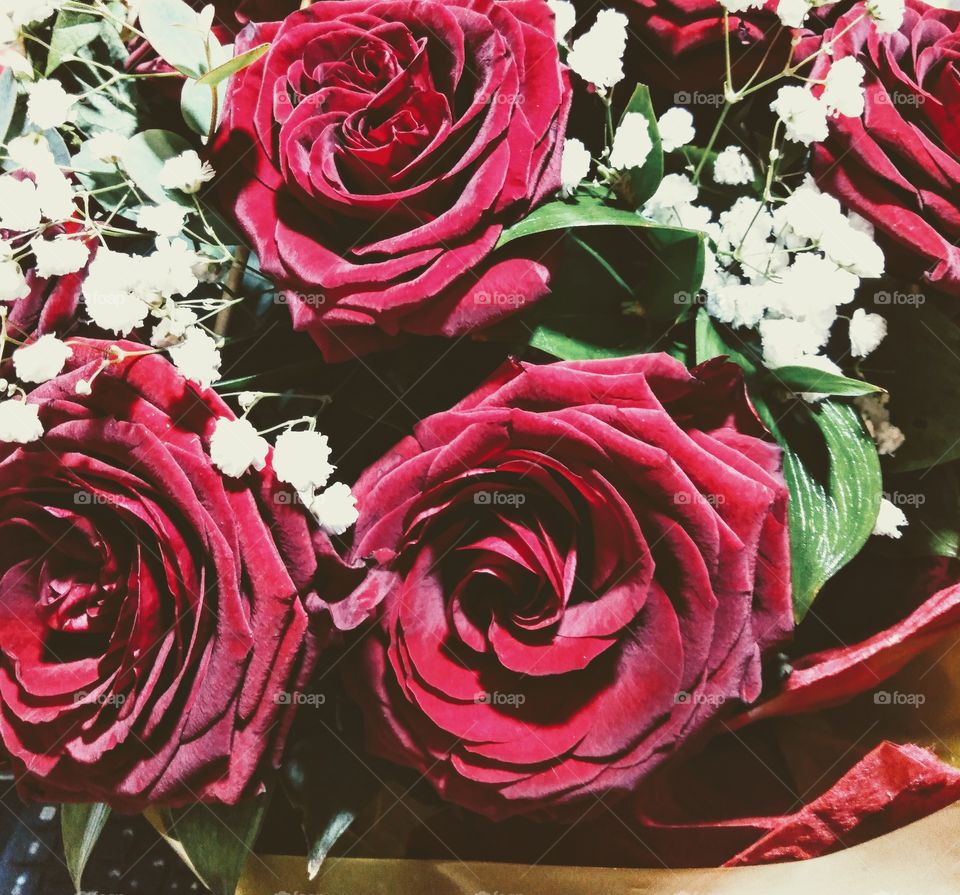 Roses