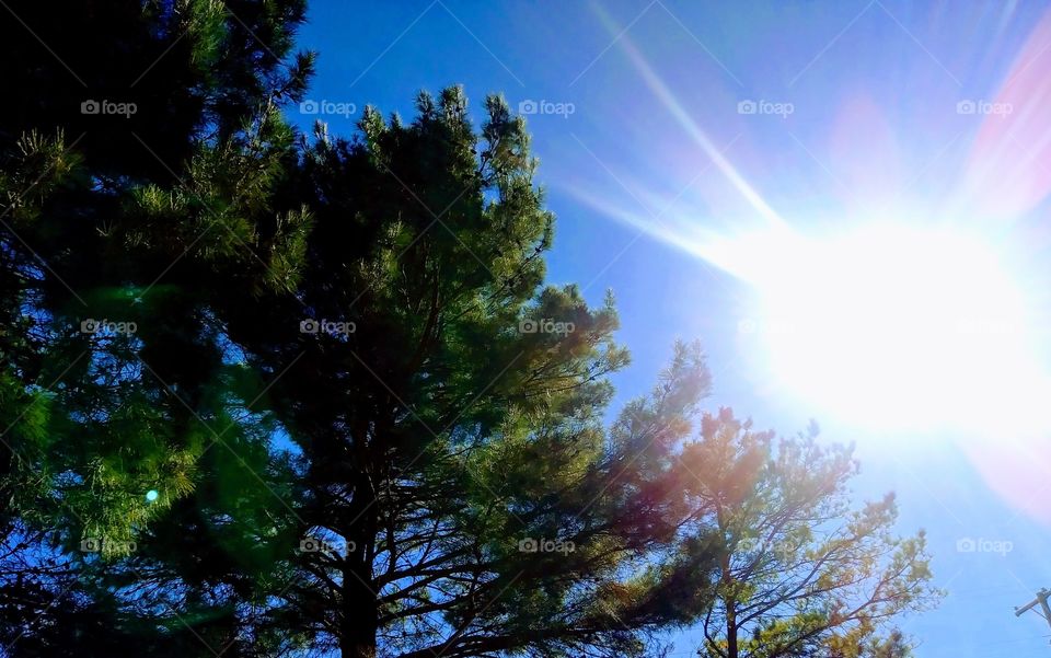 Sun shining over mature pine trees