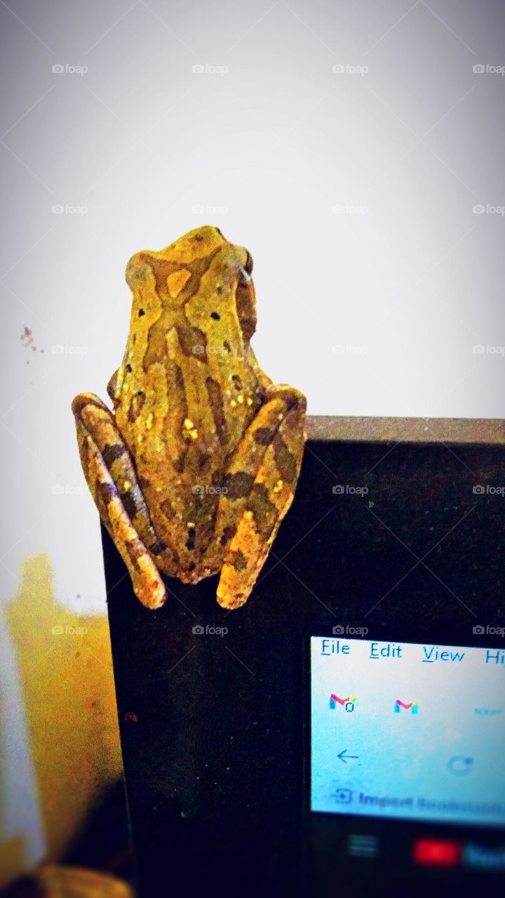 a frog sittingup computer screen pose-2