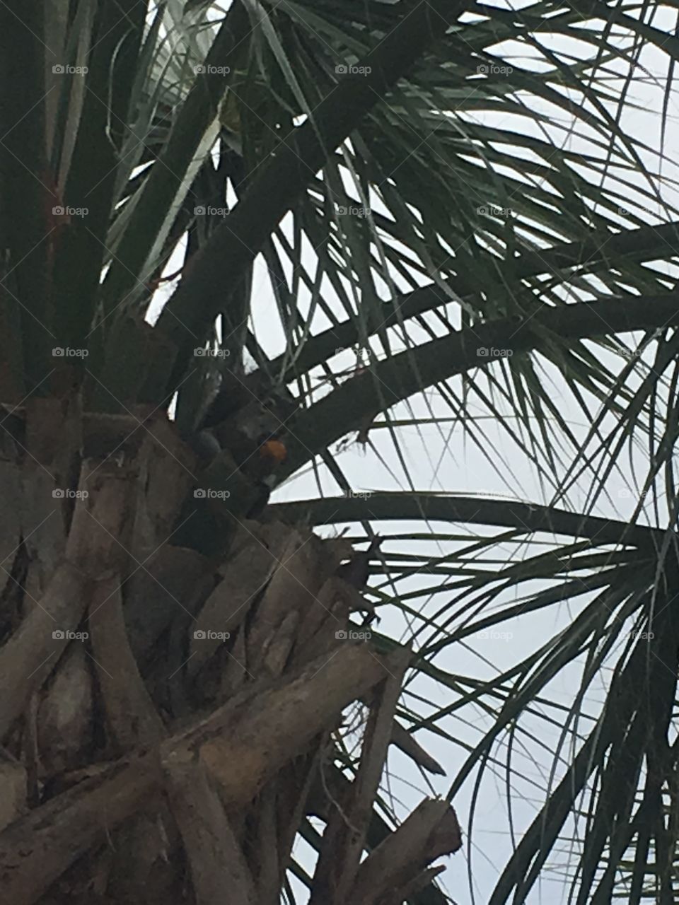 Squirrel and a palm 