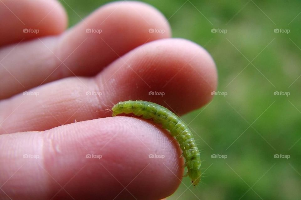 Tiny worm. Tiny inchworm on a child's finger