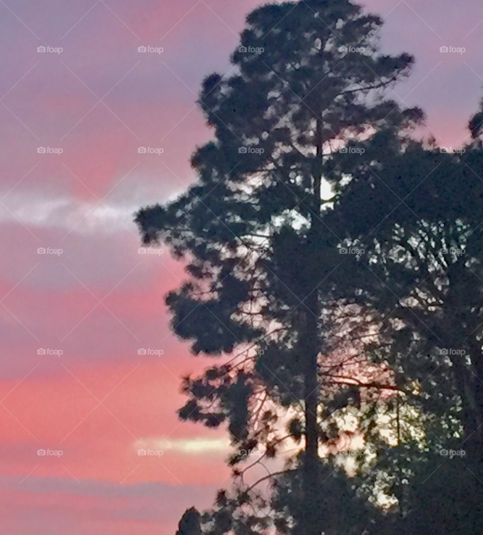 Pink sunset