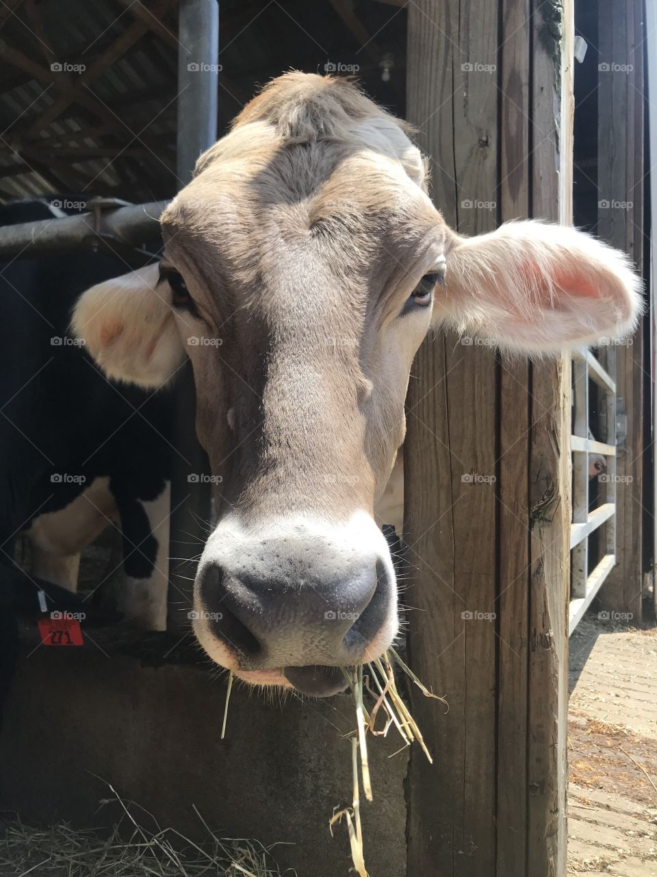 A cow having her lunch time.