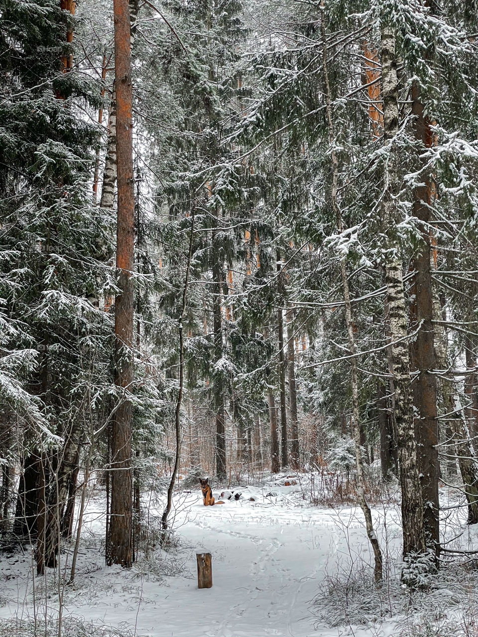 Winter landscape with forest in cloudy December day 