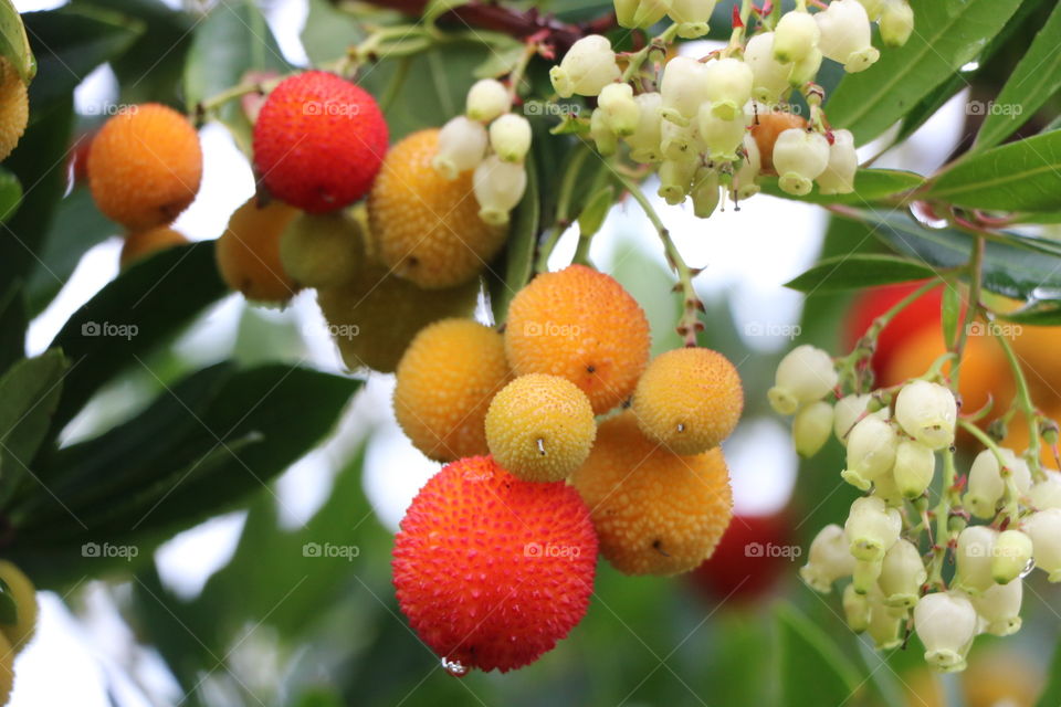 Autumn plants