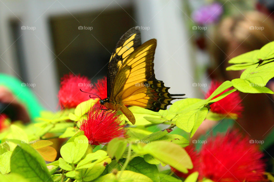 Butterfly garden