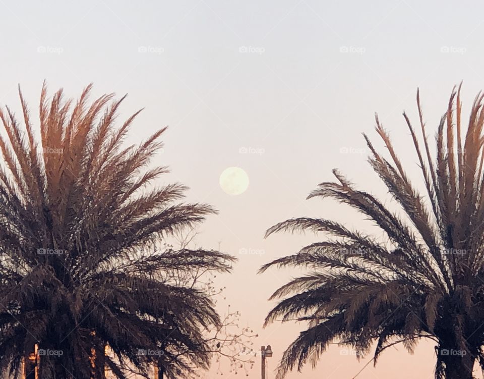Palms and sunset 