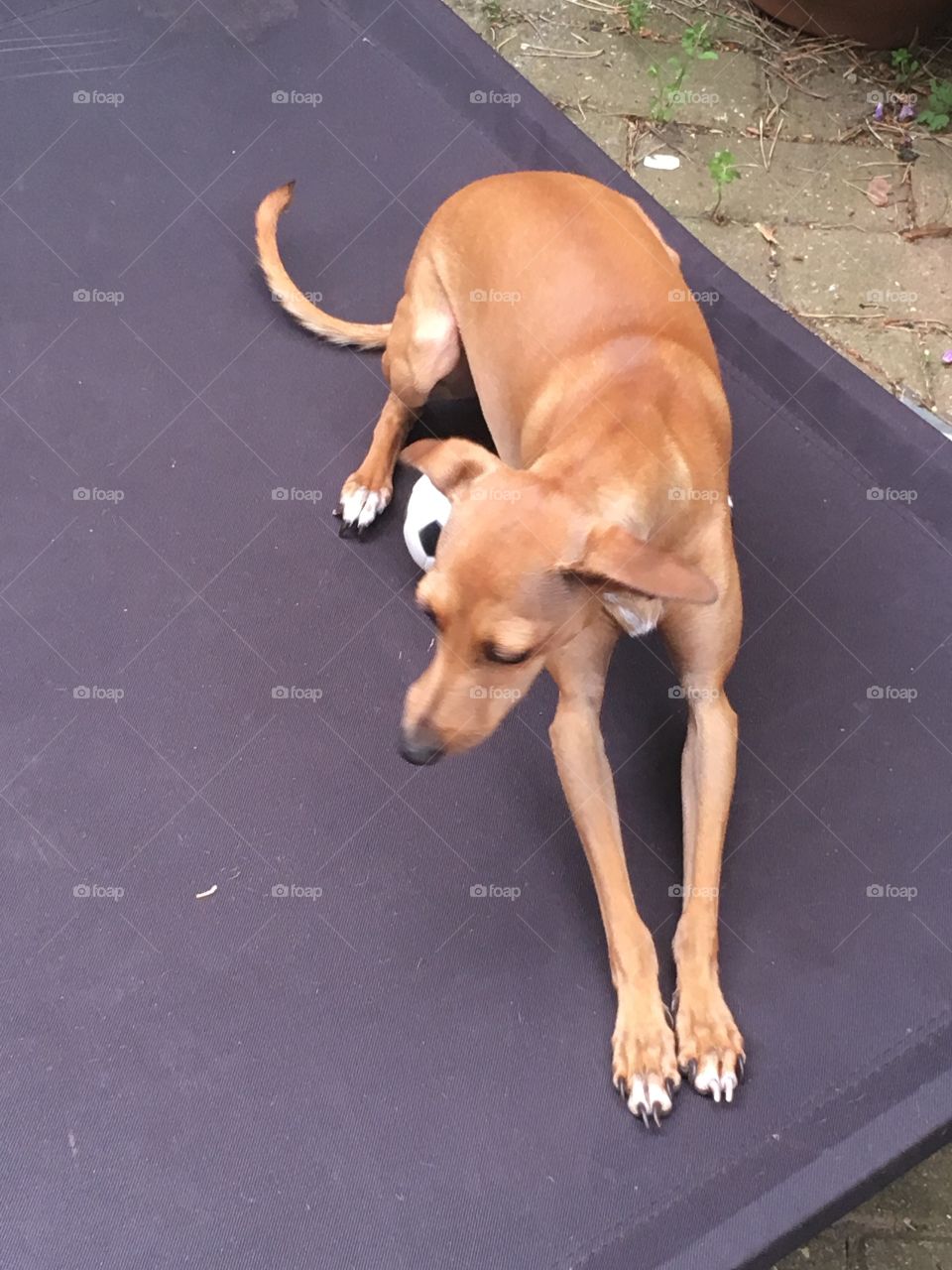 Amber the fawn Italian greyhound puppy having a great time playing with a football in the summer
