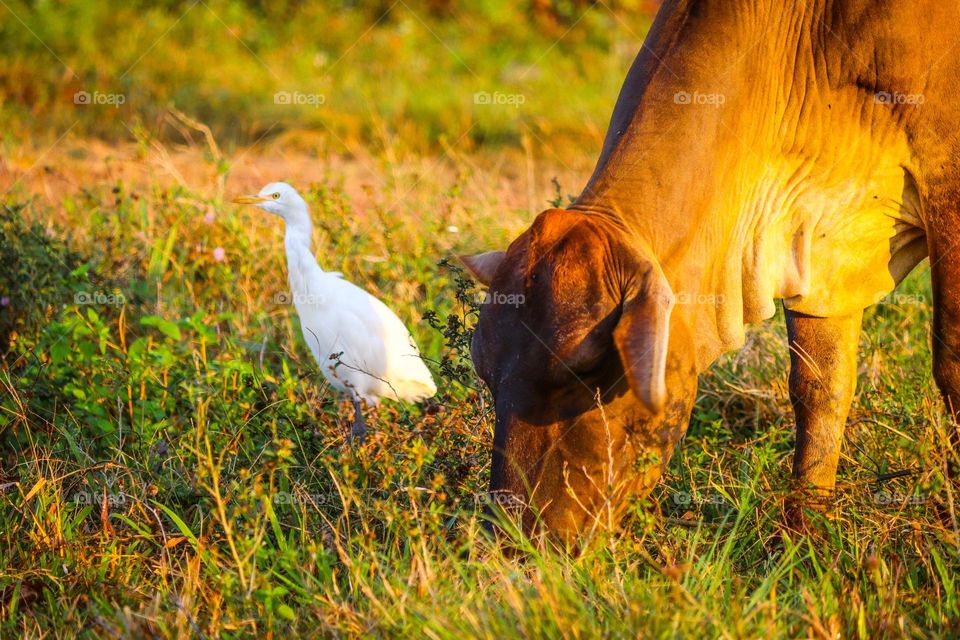 A cow and an egret searching for food together in a field