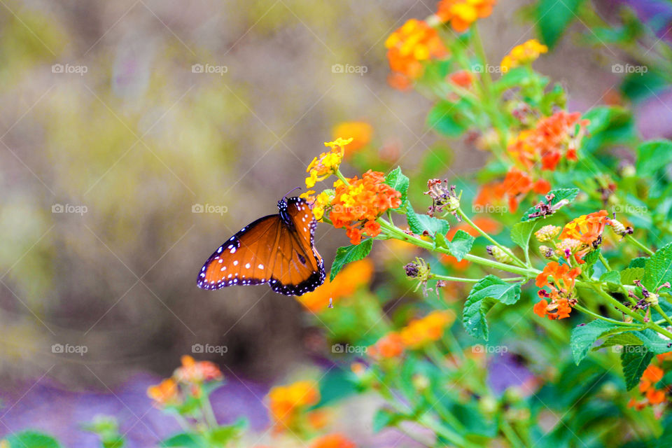 Close-up of a butterfly on flower