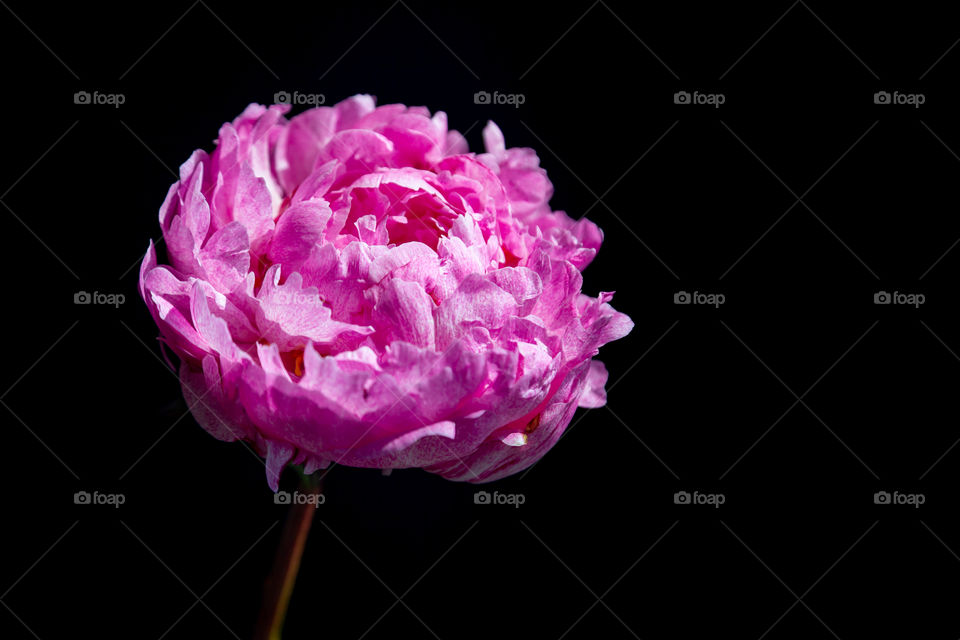 Pink peony portrait on black background