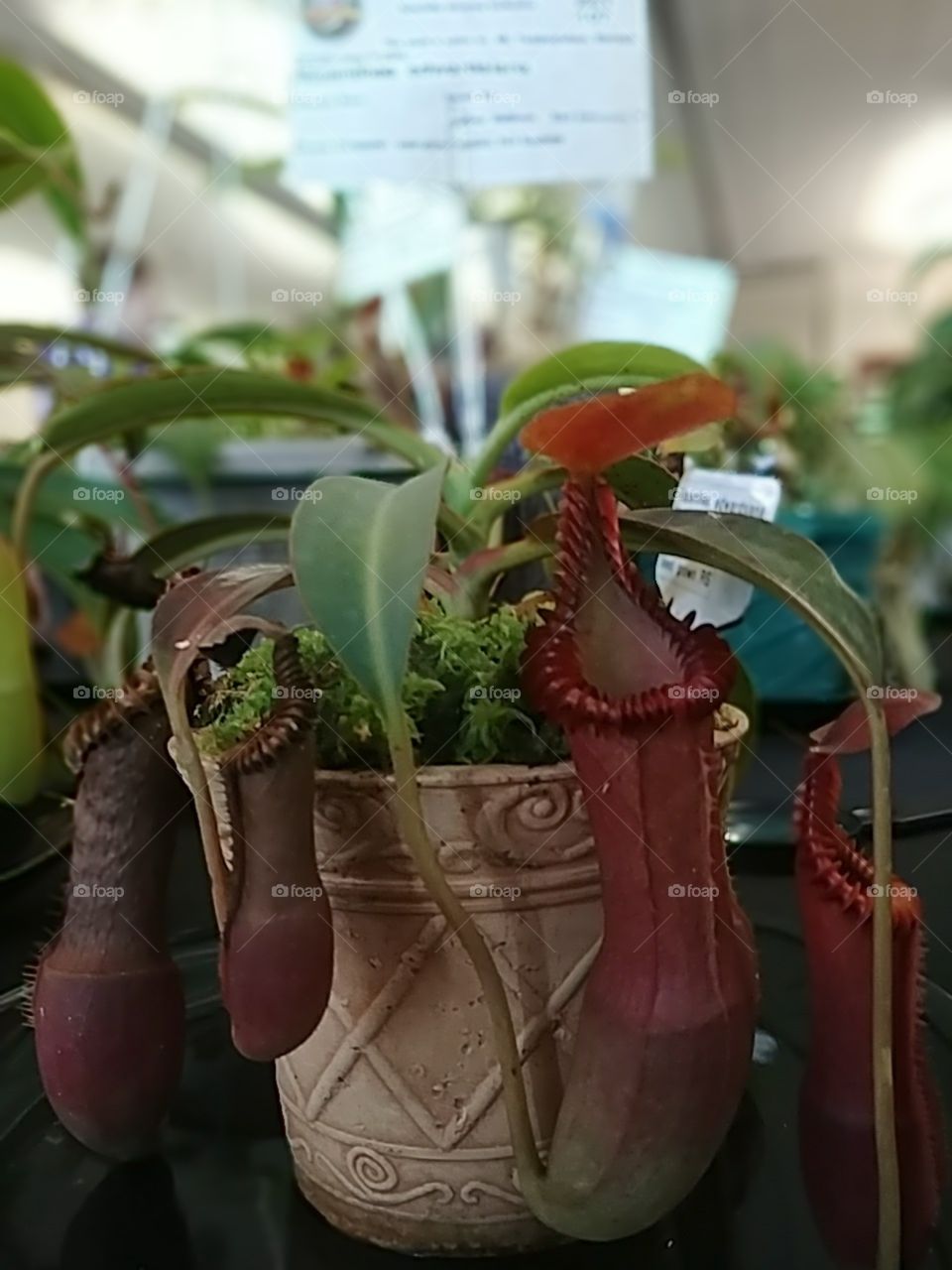 Carnivorous plant show