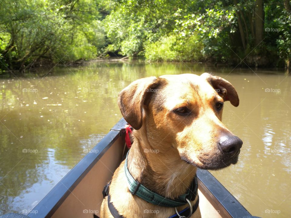 dog in canoe