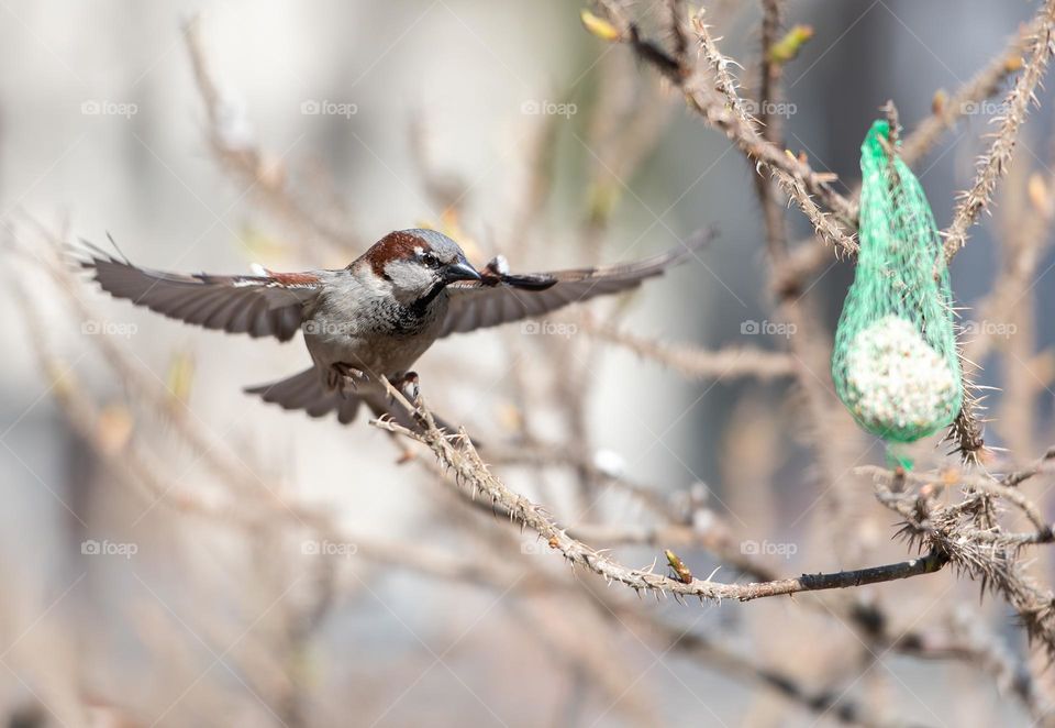 Flying sparrow on a blurred background