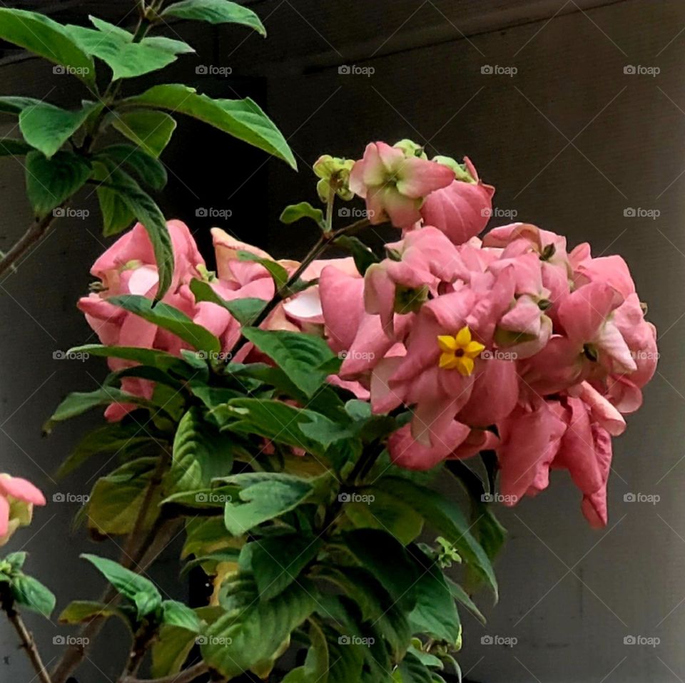 Pink Mussaenda is blooming.