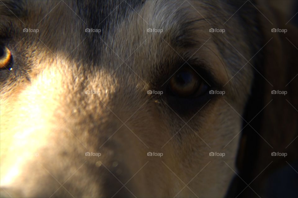 Great Pyrenees & Shepard Mix Close-Up