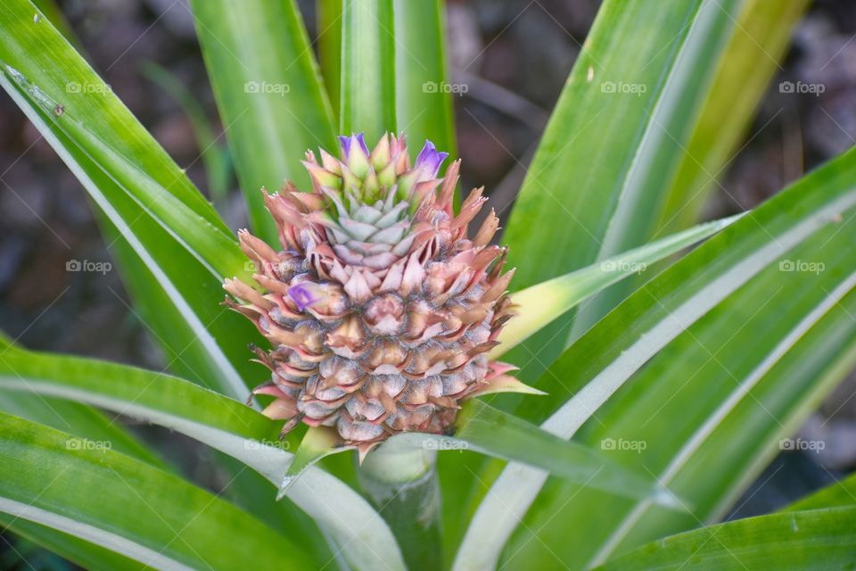 Baby pineapples are an explosion of unexpected color.
