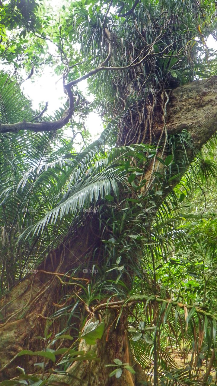 Rain forest in Okinawa