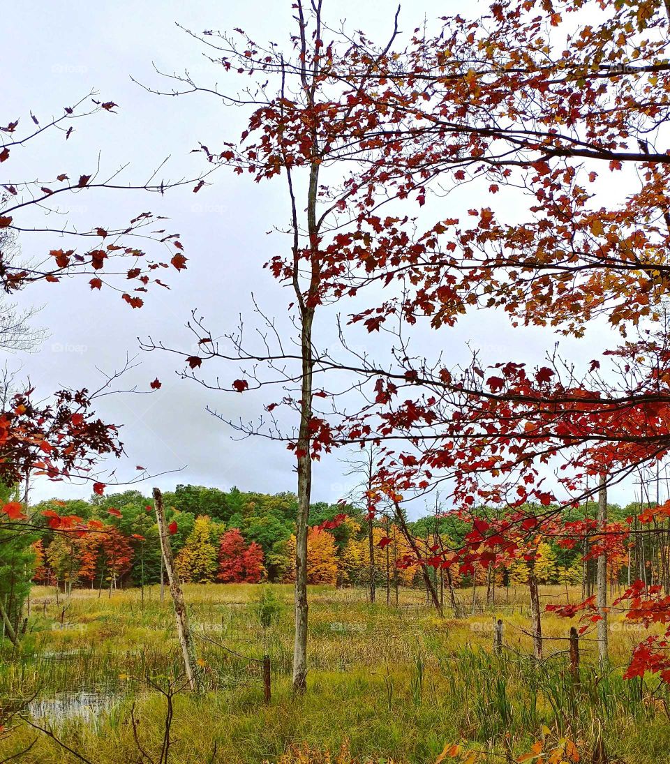 Fall, Tree, Landscape, Nature, Leaf