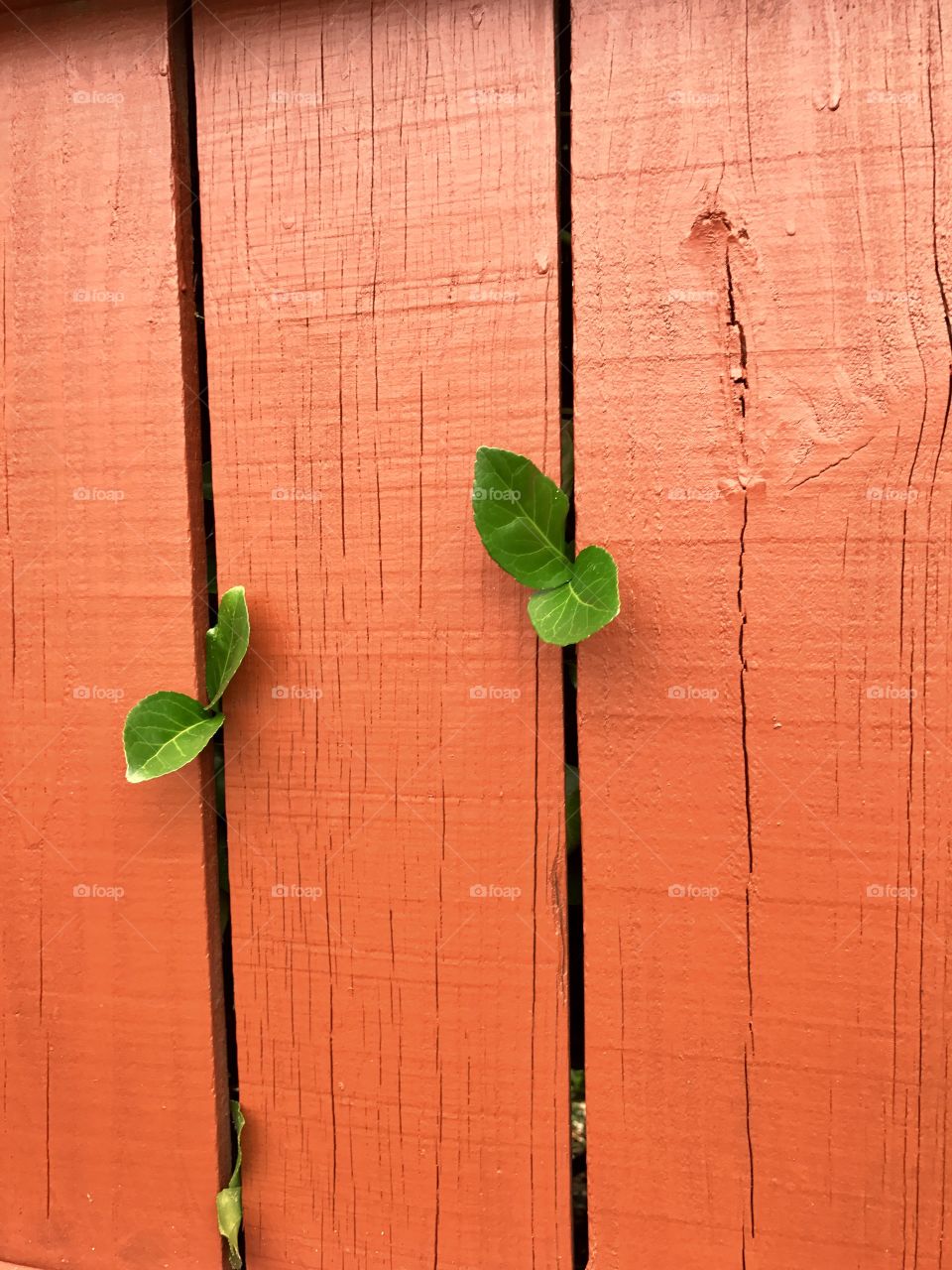 Leaves Sprouting through Fence