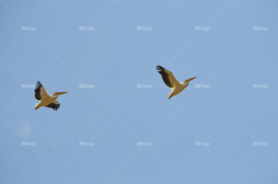 Pelicans fly in the sky above the Akkerman fortress in the city of Belgorod-Dniester, Ukraine