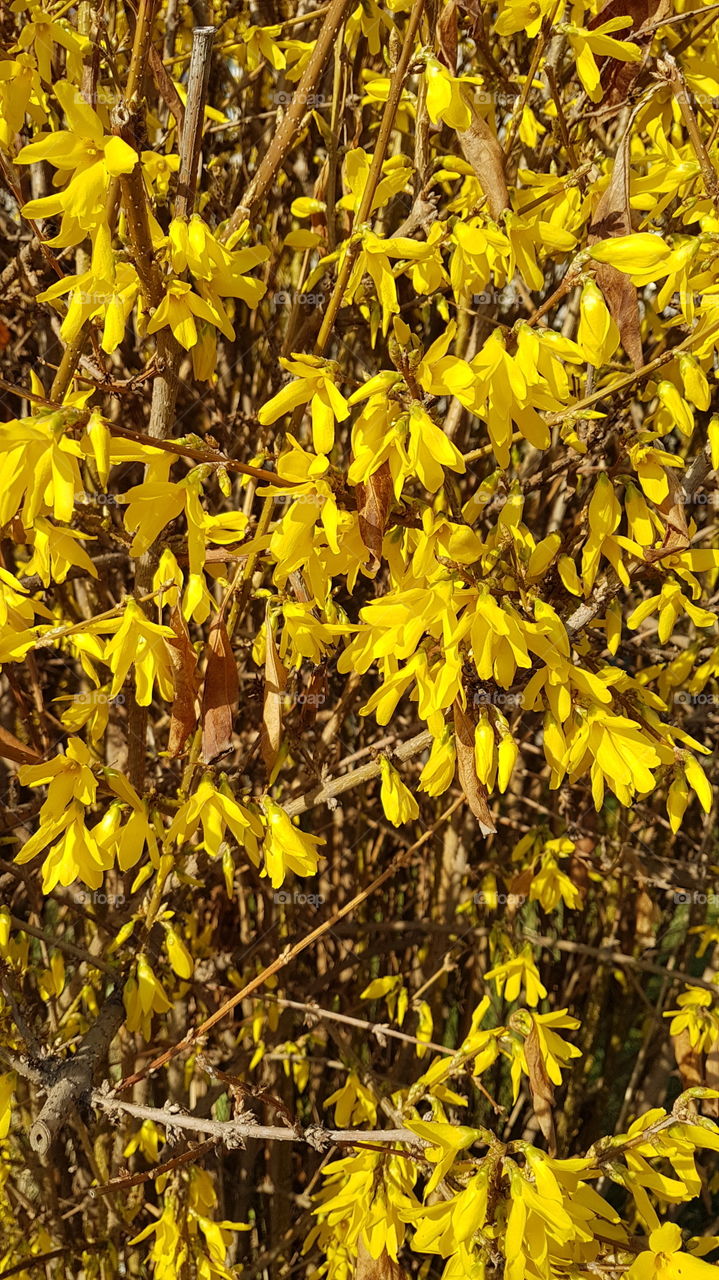 yellow flowers on the tree