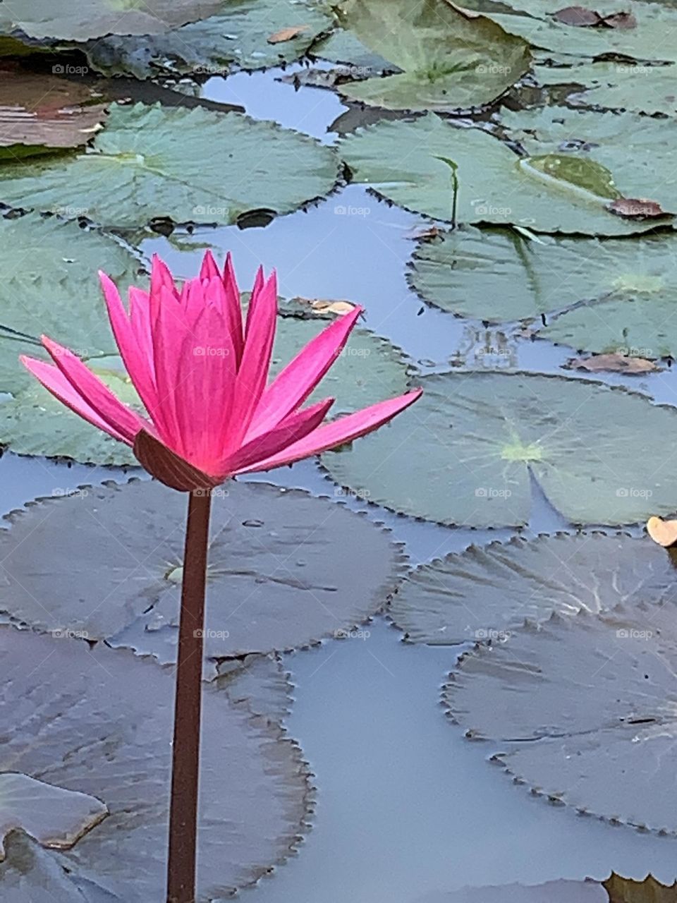 Something about December, Countryside (Thailand)