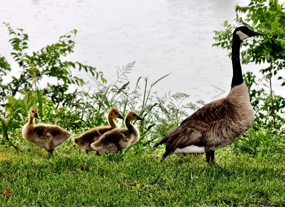 Mama Goose and Goslings