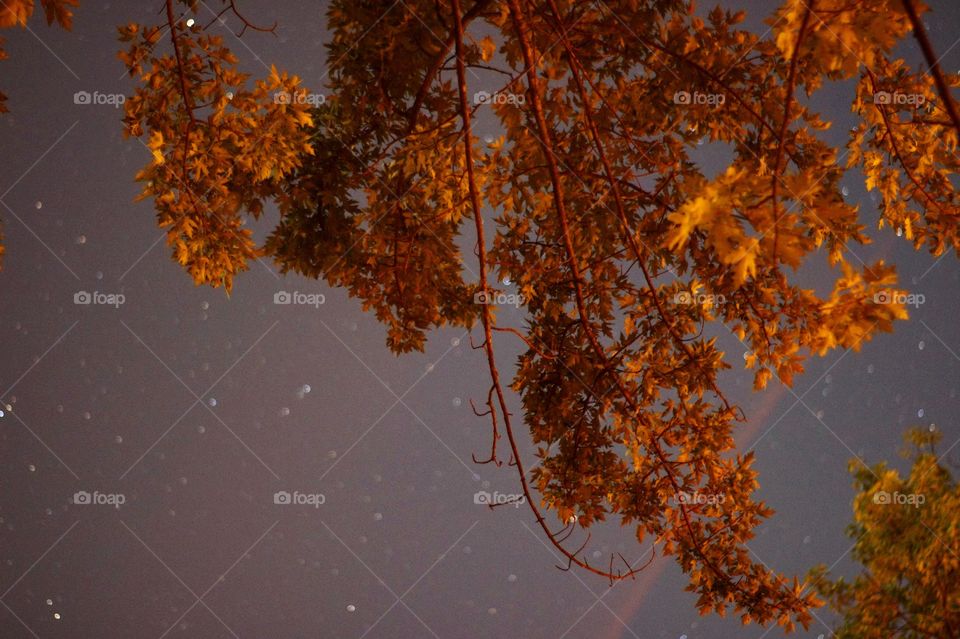 Golden glow leaves (night photography)