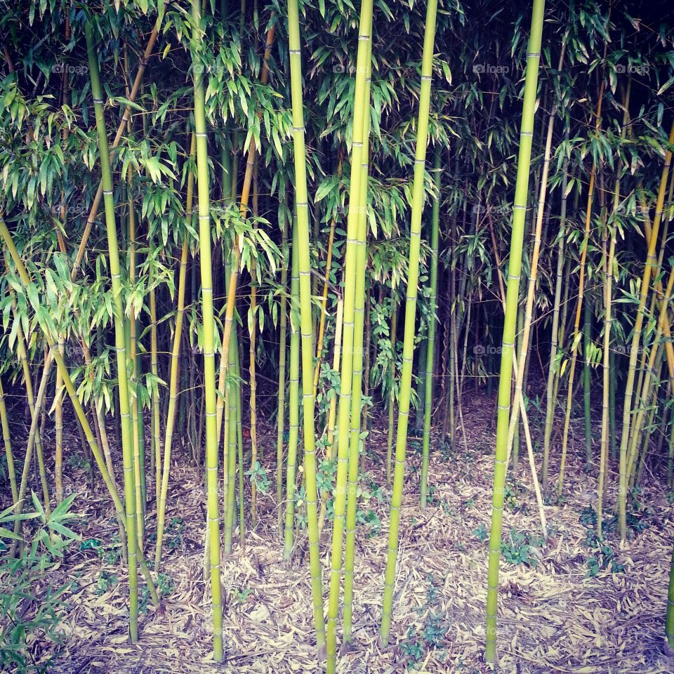 bamboo . Cool looking bamboo 