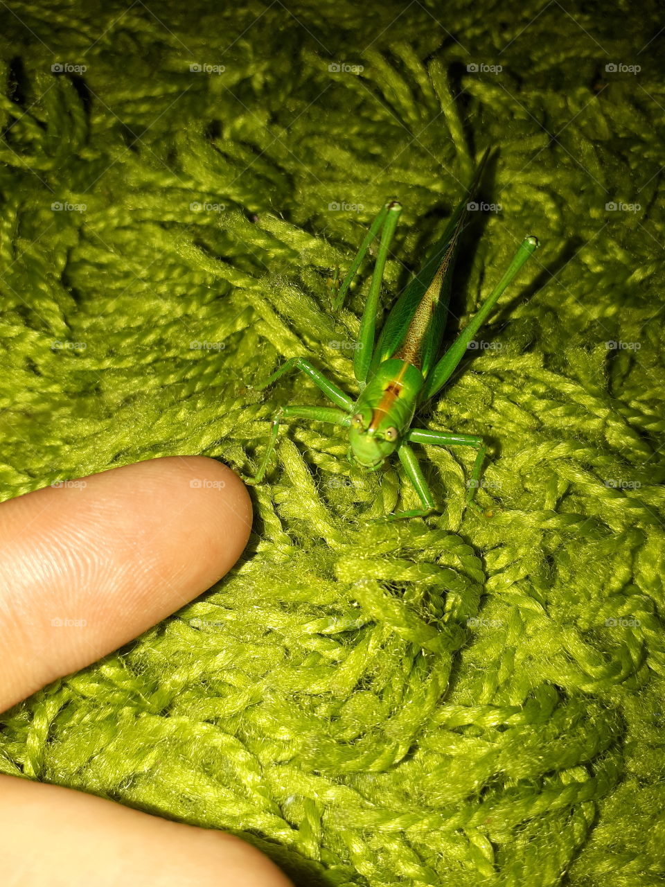 wants to say "hallo"