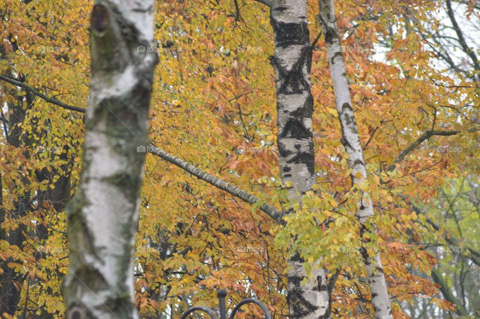 yellow autumn