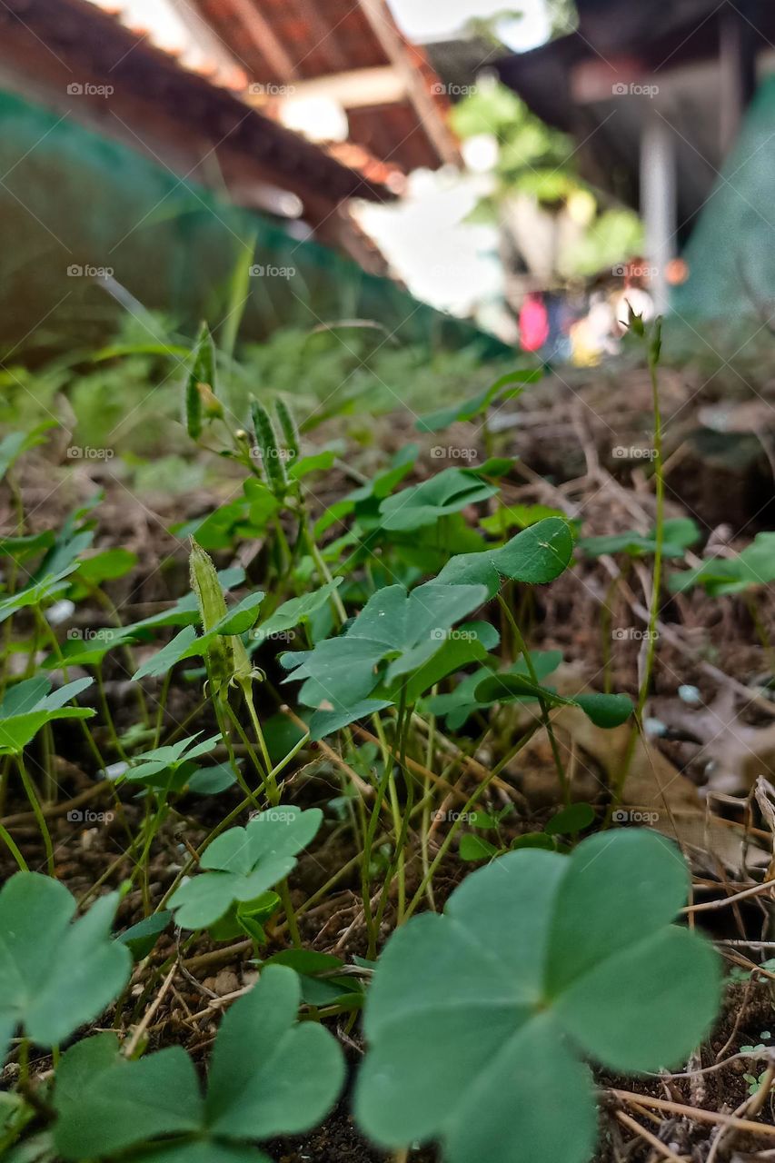 green greenleaves in the garden