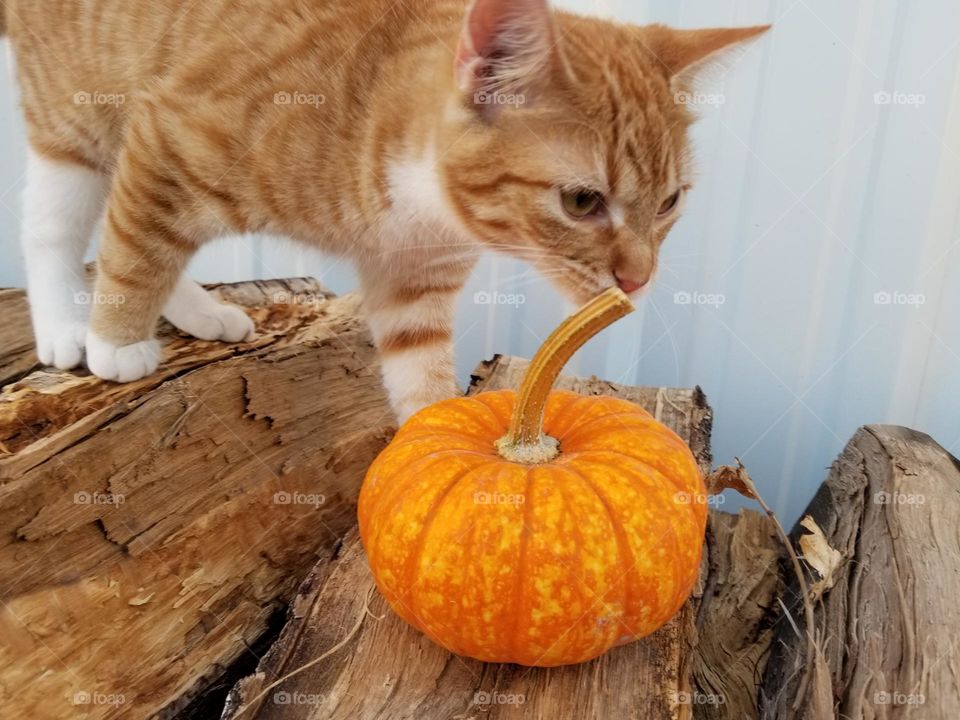 Orange Tabby Kitty getting a closer look at a small pumpkin on a wood pile