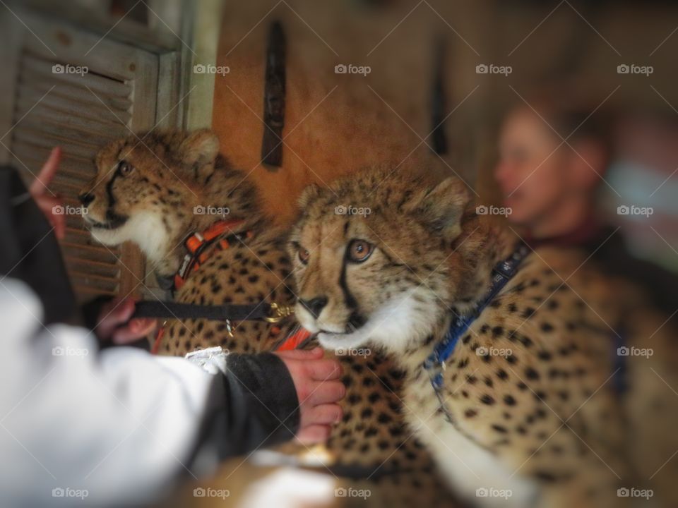 Nature class with young cheetahs Parc Safari Hemmingford Québec 