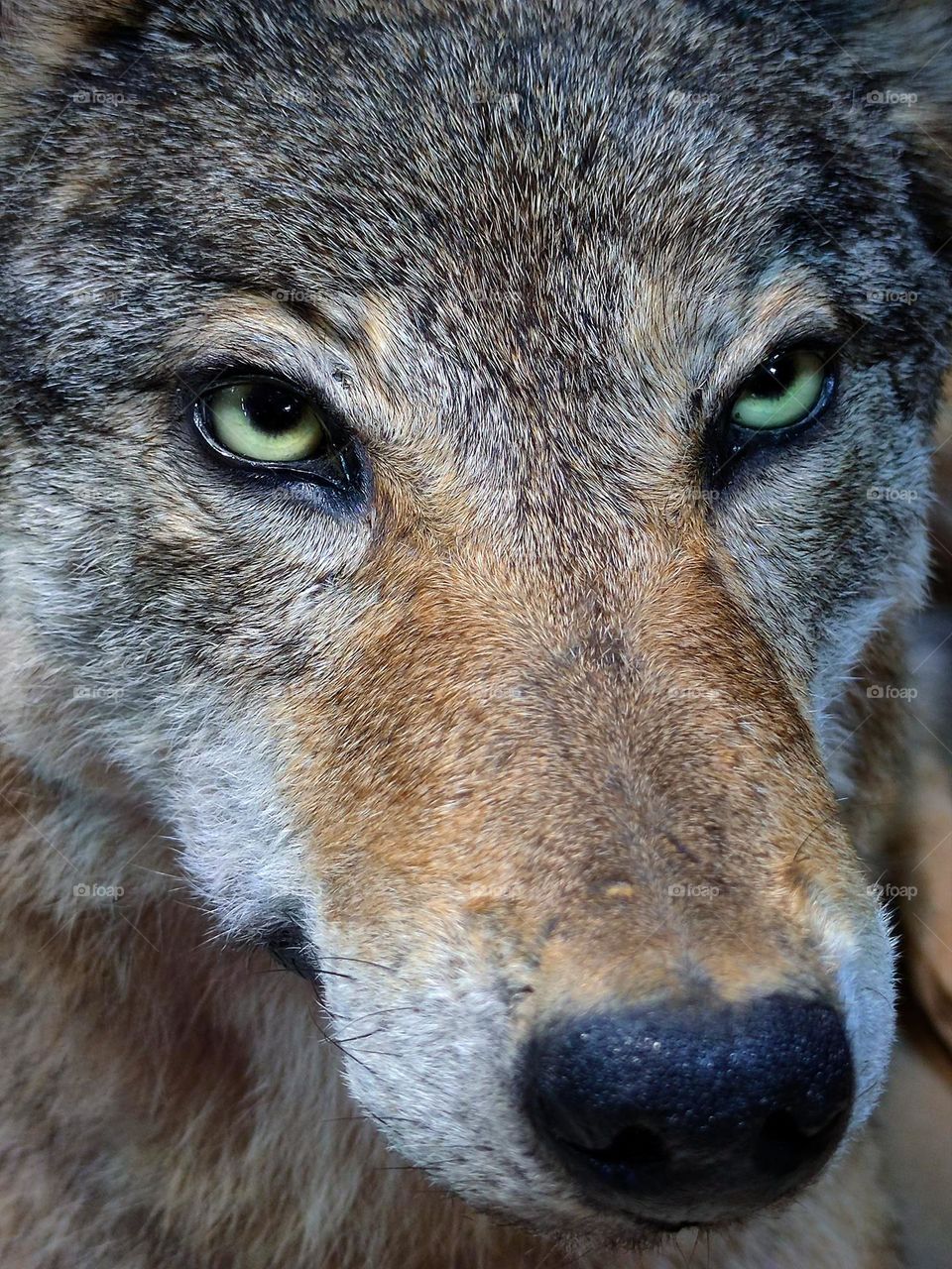 Animals.  Predators.  Wild animals.  Wolf.  The wolf lies and looks at others.  In the eyes of the wolf, alertness and expectation
