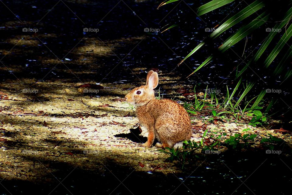 Rabbit in a sunbeam.