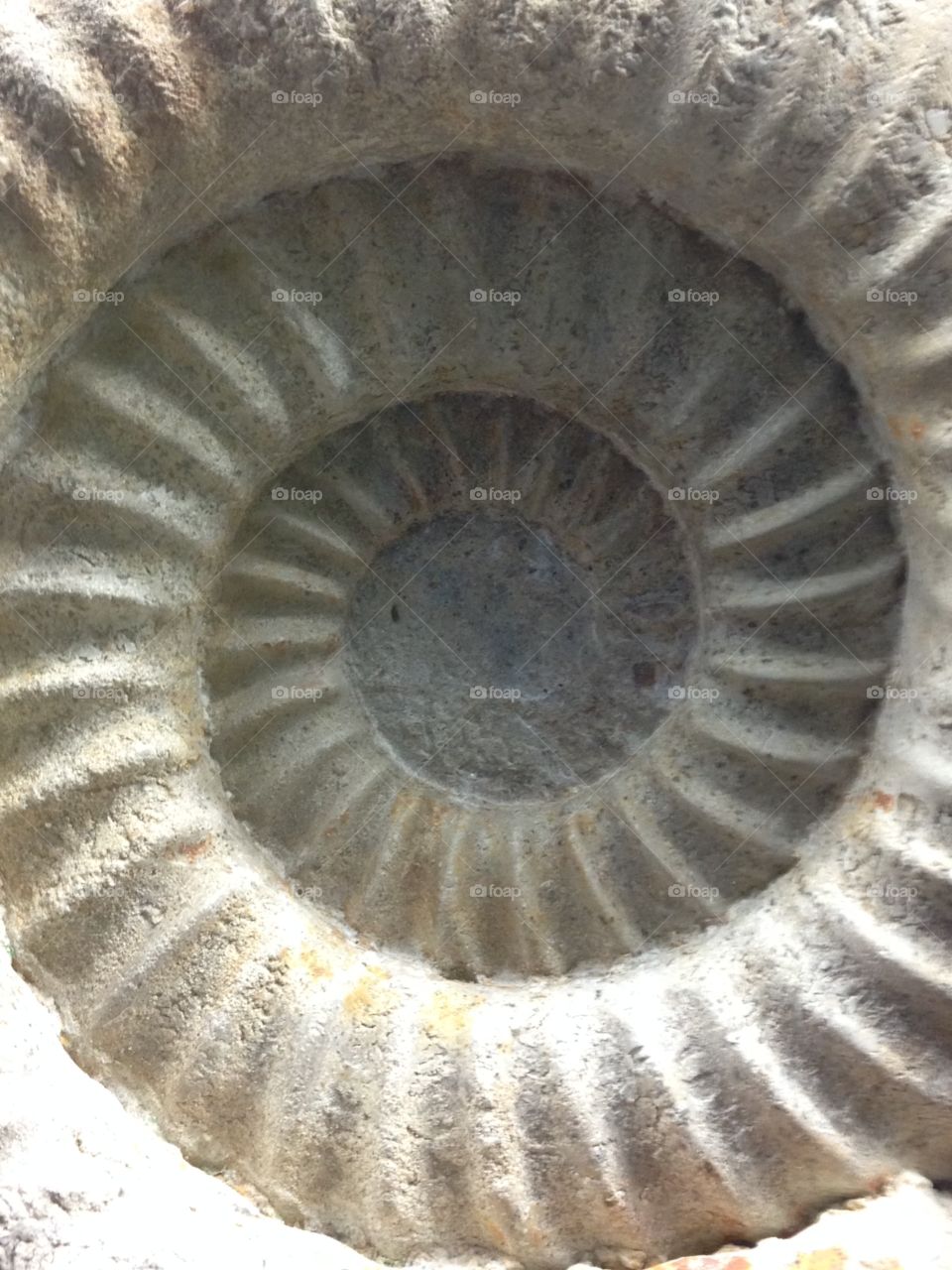 Fossil ammonite shell 
