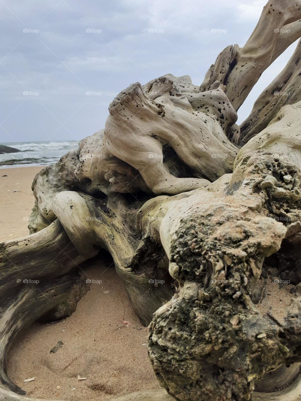 artistic decaying log on the mount lavinia beach of srilanka