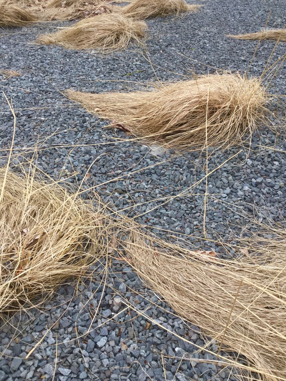 Dried prairie grass in gray gravel. Straw colored prairie grass in bunches growing out of steel gray gravel.