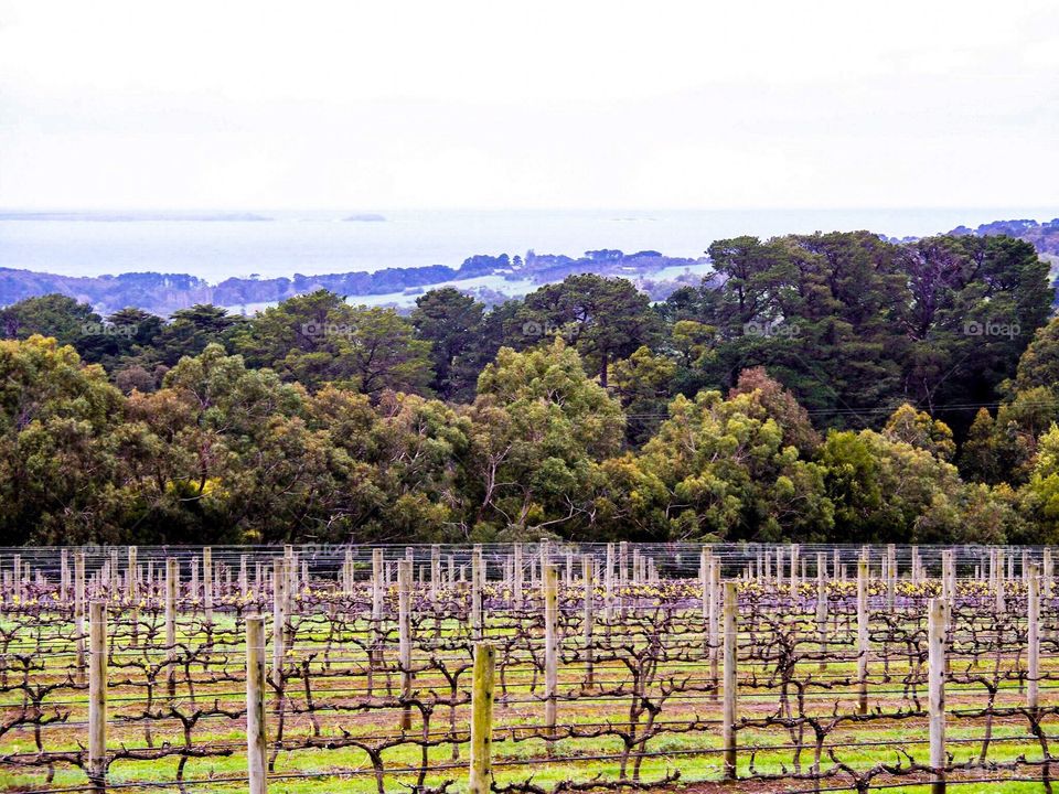 Luscious Caribbean Summer Vineyards 