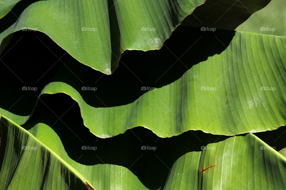 Abstract leaves 